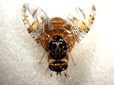 Fruit Fly