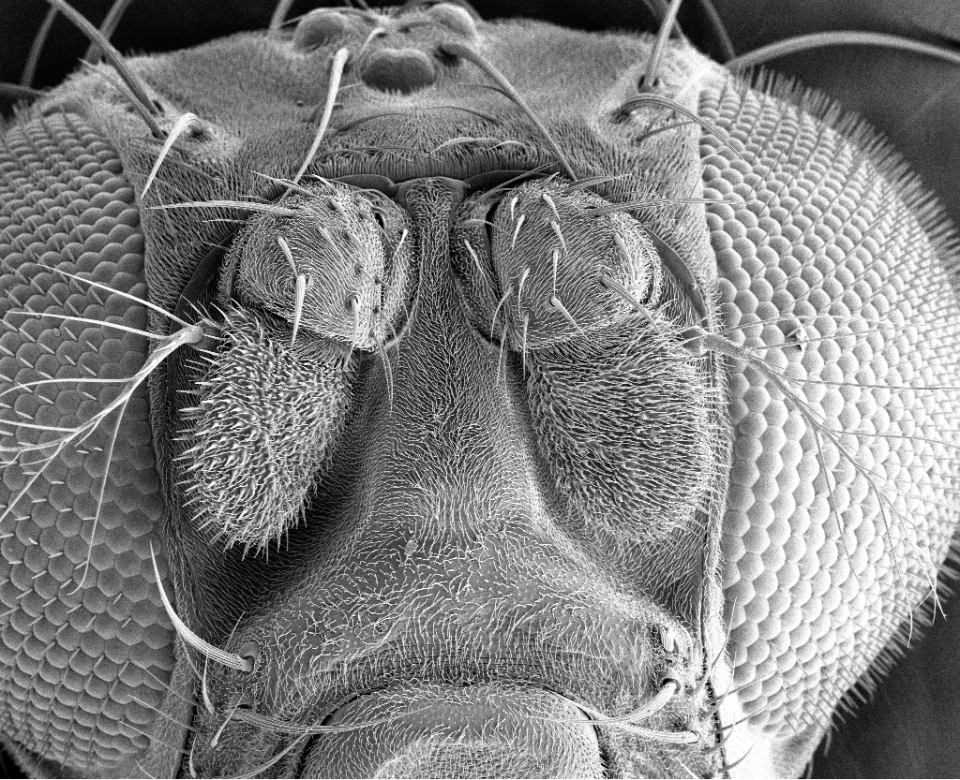 Drosophila melanogaster_1